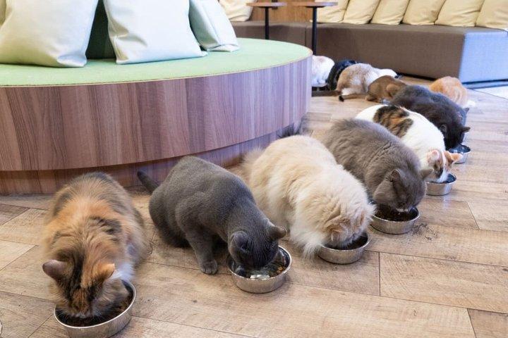東京お洒落な猫カフェ体験 with トリーツ秋葉原