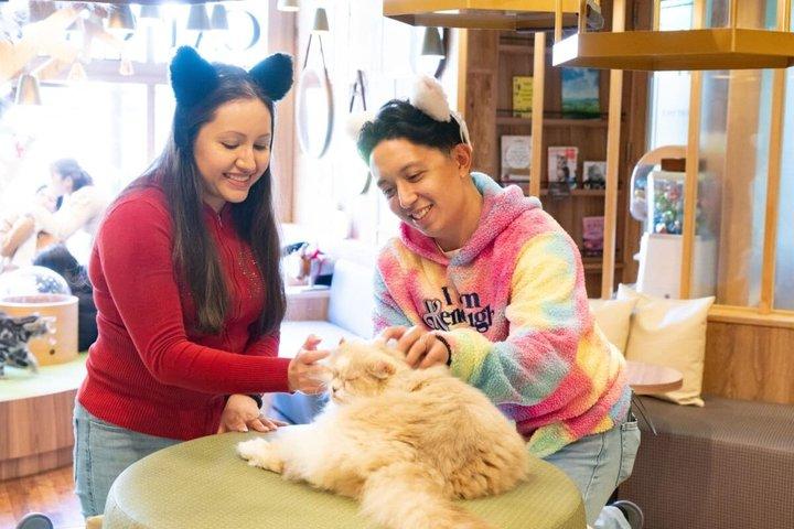 Hoteller i nærheden af Tokyo Stylish Cat Cafe Experience with Treats Akihabara
