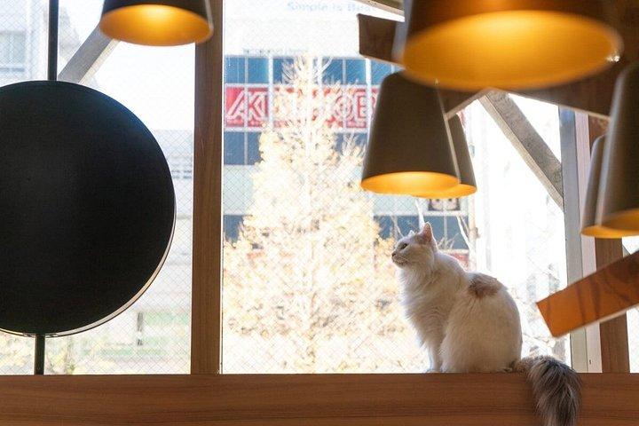 東京お洒落な猫カフェ体験 with トリーツ秋葉原