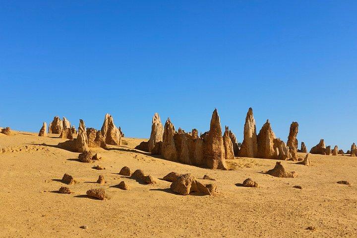 パース発：コアラとピナクルズ砂漠の夕日、星空観察日帰りツアー