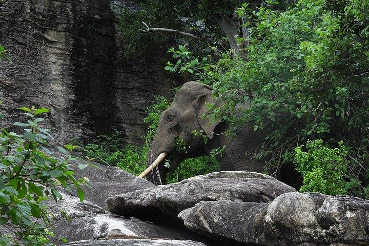 ヤラ国立公園 半日サファリ – プライベートジープツアー