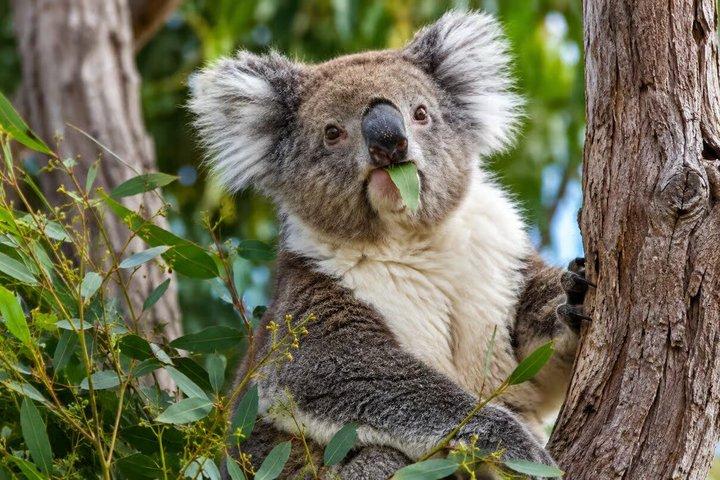 Koala, Lancelin, Wedge Island and Pinnacles Tour from Perth