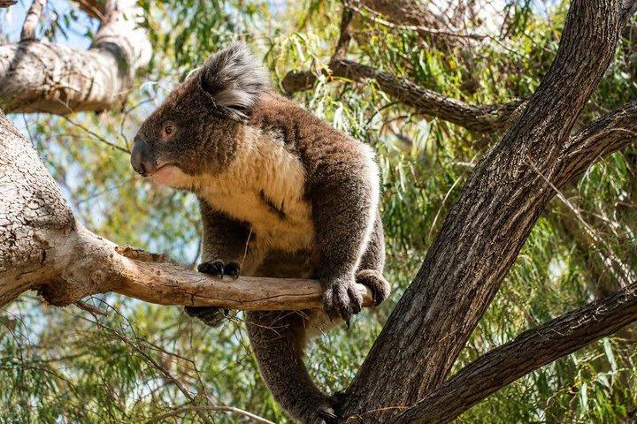 Koala, Lancelin, Wedge Island e Pinnacles Tour saindo de Perth