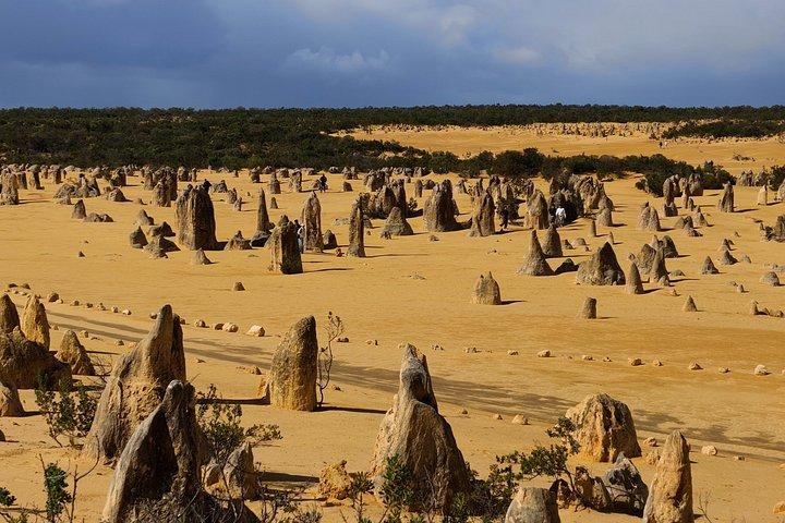 パース発コアラ、ランスリン、ウェッジ島、ピナクルズツアー