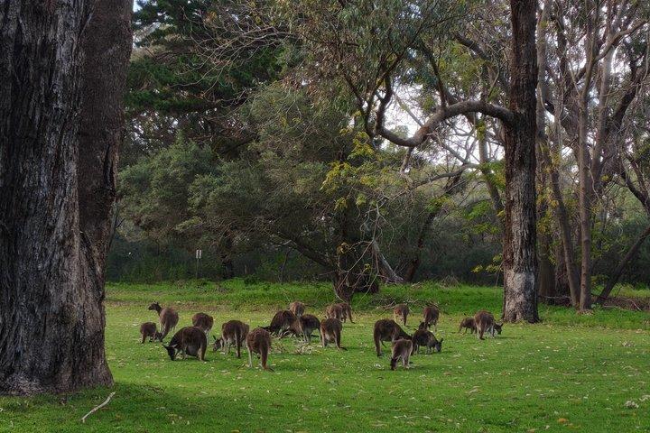 Koala, Lancelin, Wedge Island e Pinnacles Tour saindo de Perth