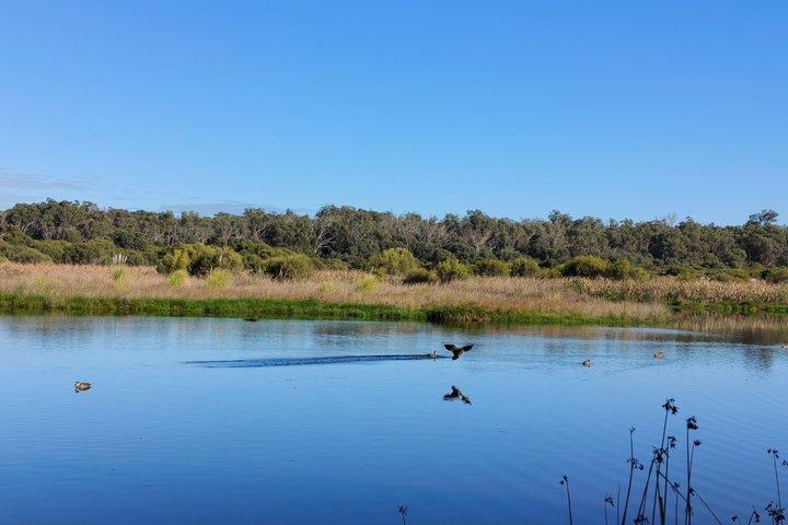 Koala, Lancelin, Wedge Island e Pinnacles Tour saindo de Perth