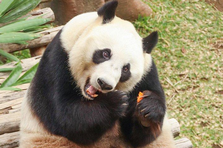 タマンサファリインドネシアバスツアー体験