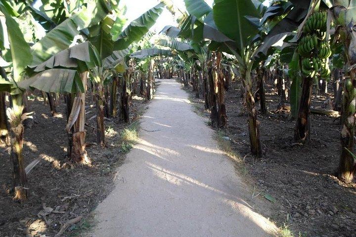 新鮮なバナナとミントティーで行くバナナ島ナイルボートの旅