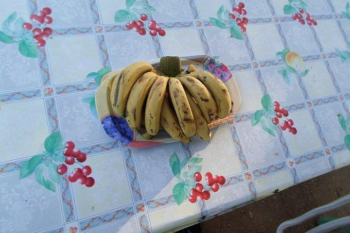 新鮮なバナナとミントティーで行くバナナ島ナイルボートの旅