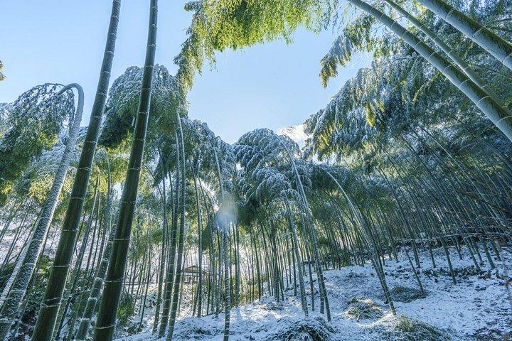 伏見稲荷嵐山＆奈良公園と京都・奈良日帰りツアー