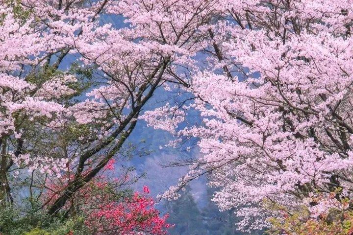 由布院村 別府ロープウェイ 太宰府日帰りツアー