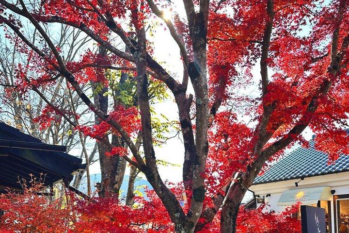 由布院村 別府ロープウェイ 太宰府日帰りツアー