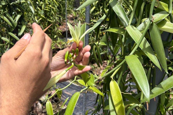 タヒチ・イティ：ミニバンで行く終日体験、テアフポオ・ウェーブ