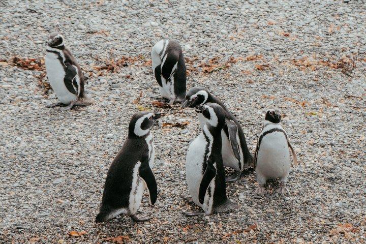 Tour Guiado de Avistaje de Pingüinos y Ruta de la Centolla
