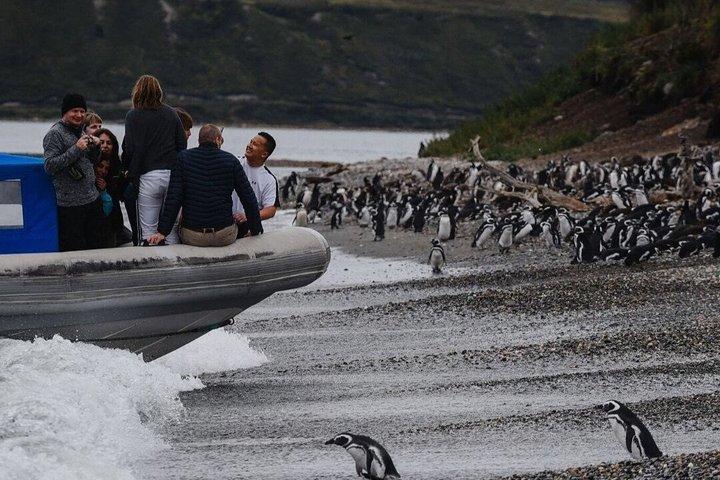 Tour Guiado de Avistaje de Pingüinos y Ruta de la Centolla