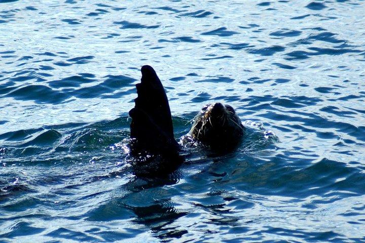 オークランド：ティカパ モアナ ドルフィン、クジラ、アイランド クルーズ