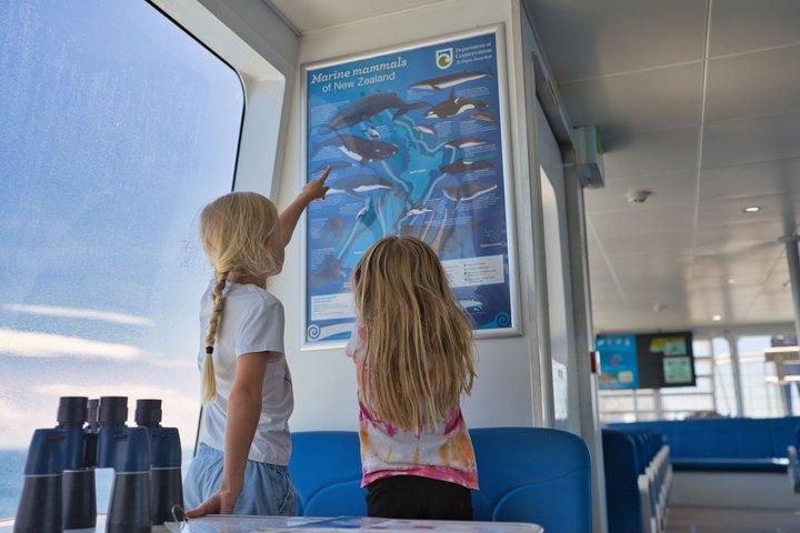 オークランド：ティカパ モアナ ドルフィン、クジラ、アイランド クルーズ