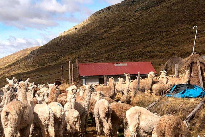 Q'eswachaka – Private Day Trip to the Last Inca Bridge