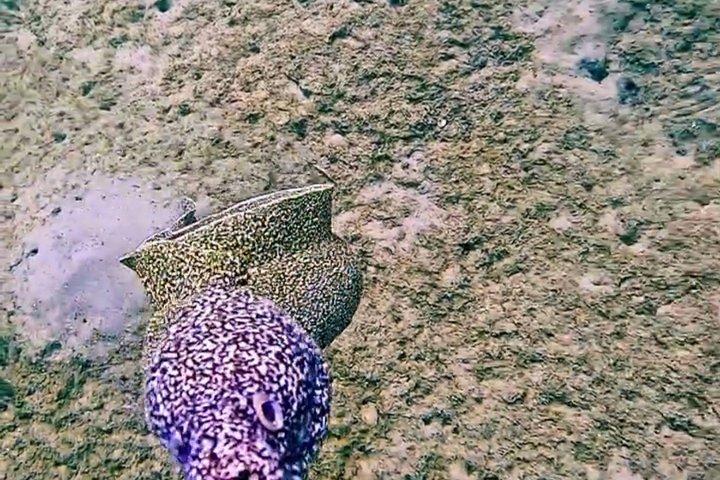 パラダイスでのシュノーケリング