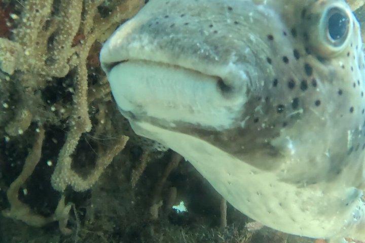 パラダイスでのシュノーケリング