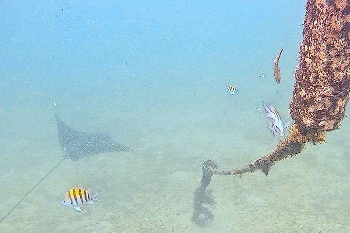 パラダイスでのシュノーケリング