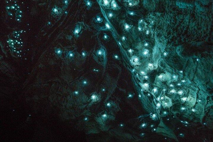 オークランド発ホビトン映画セット＆ワイトモ洞窟小グループツアー