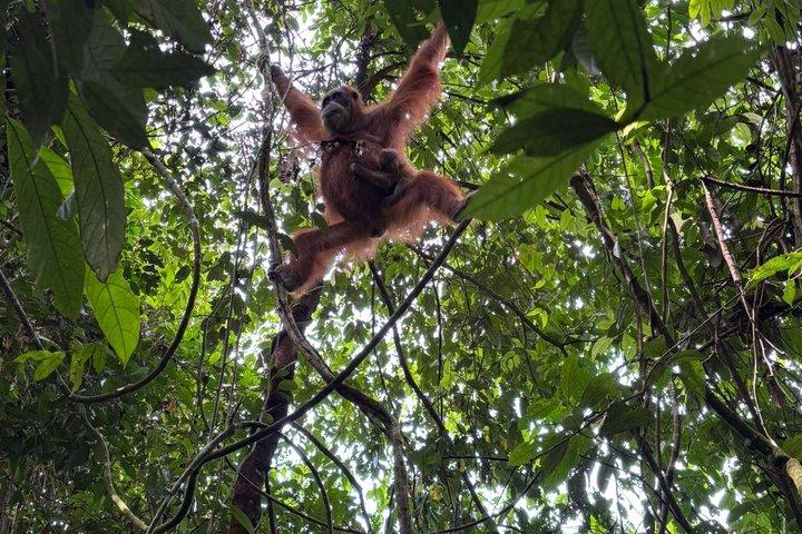3 - Day Bukit Lawang Jungle Trek, Camping & River Tubing