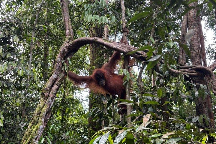 3 - Day Bukit Lawang Jungle Trek, Camping & River Tubing