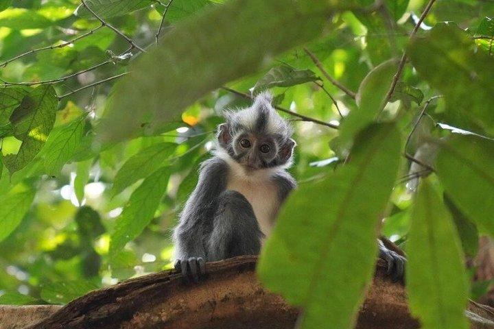 3 - Day Bukit Lawang Jungle Trek, Camping & River Tubing