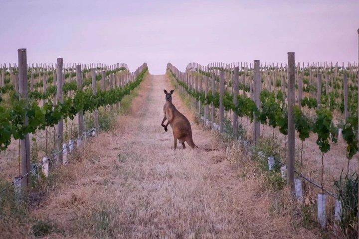 Barossa Valley Wine Tour Self Guided GPS Audio Driving Guide