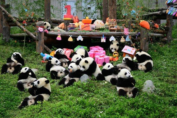 Chengdu City 8 Hour Private Tour with Optional English Guide