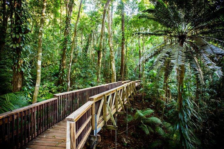 Ngana Julaymba Dungay – Excursion privée sur la côte de Daintree