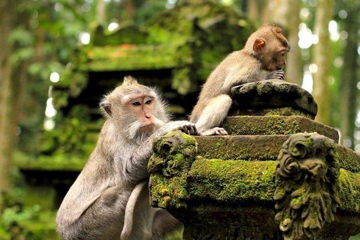 ウブドハイライトツアー：自然、文化、寺院体験
