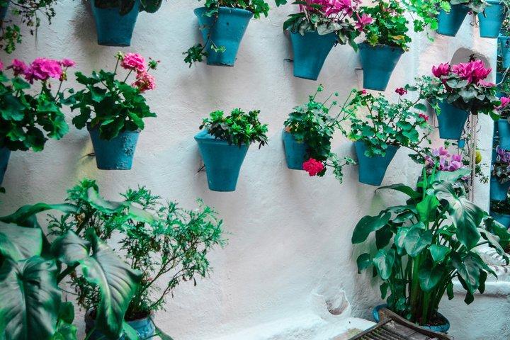Patios Tour in Cordoba