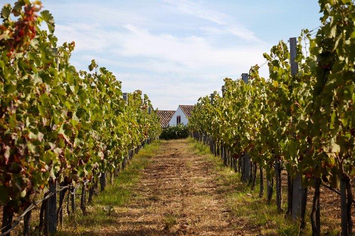 Lagos Wine Tasting at Local Winery