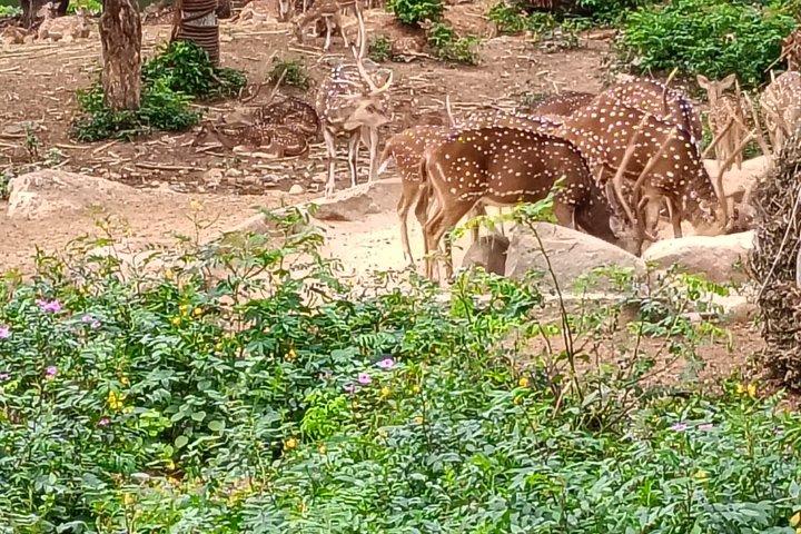 タイガーサファリ＋バンガロール市内観光とランチ