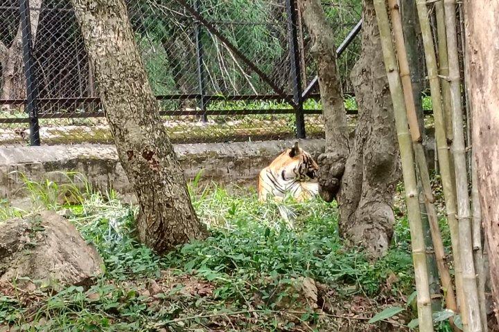 タイガーサファリ＋バンガロール市内観光とランチ