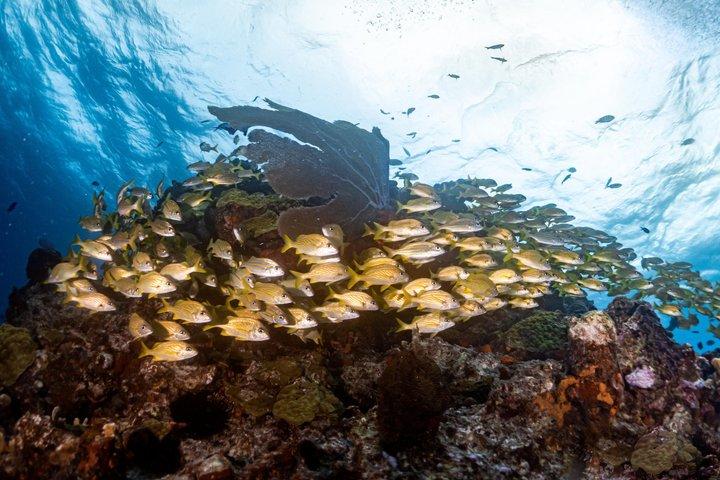 Groepsrondleidingen in Isla Mujeres