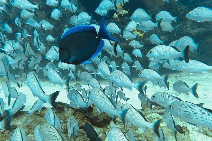 イスラ・ムヘーレス海中博物館シュノーケリングアドベンチャー もっと