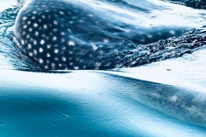 Aventura de buceo con tiburón ballena en Isla Mujeres Temporada Mayo-Septiembre.
