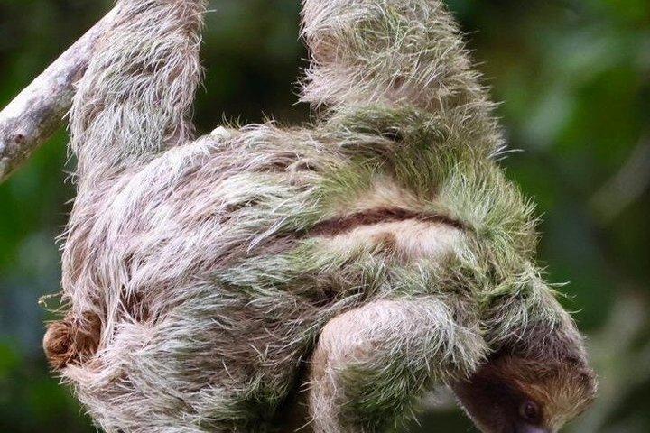 Sloth and Nature Walk : Bogarin Sloth Trail