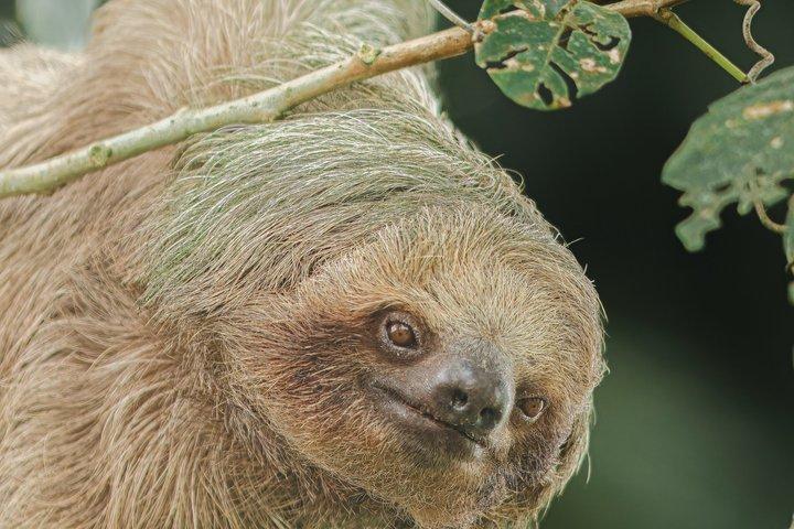 Sloth and Nature Walk : Bogarin Sloth Trail