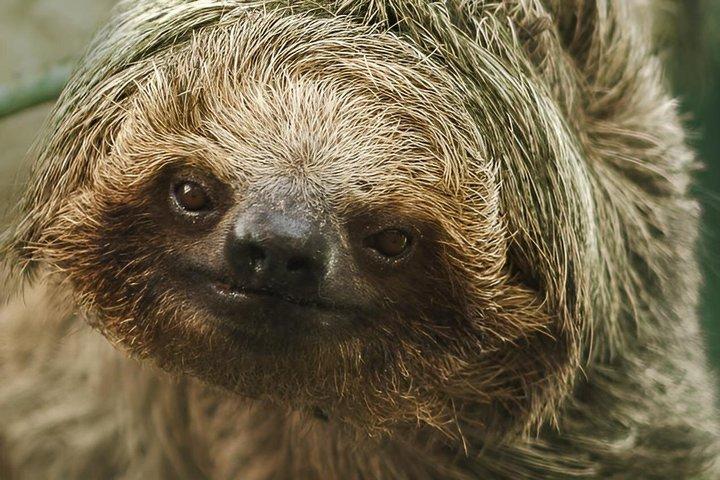 Sloth and Nature Walk : Bogarin Sloth Trail