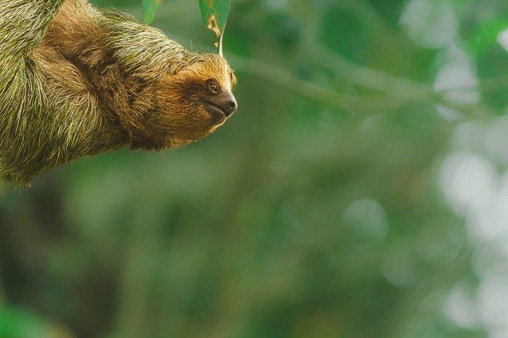 Sloth and Nature Walk : Bogarin Sloth Trail