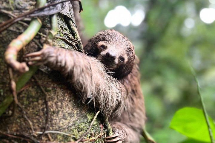 Sloth and Nature Walk : Bogarin Sloth Trail