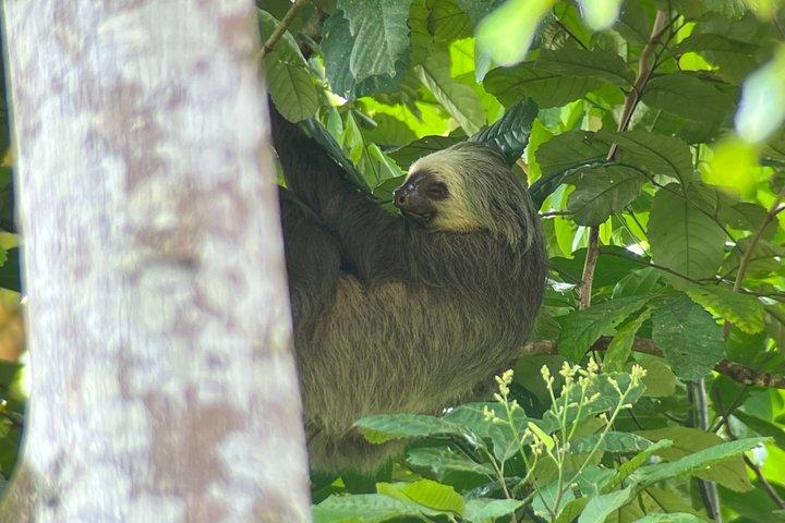 Sloth and Nature Walk : Bogarin Sloth Trail