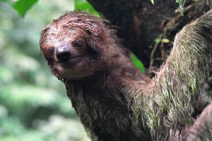 Sloth and Nature Walk : Bogarin Sloth Trail