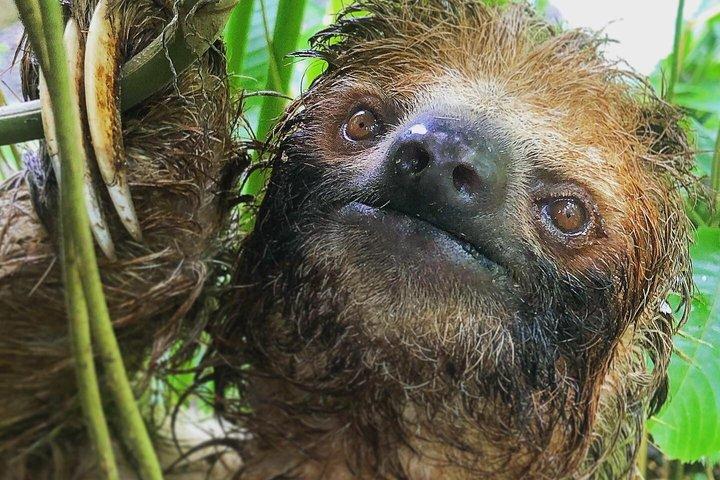 Sloth and Nature Walk : Bogarin Sloth Trail