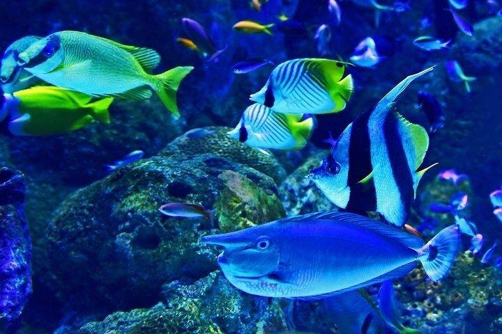 ドバイ水族館水中動物園ペンギン入り江チケット送迎オプション