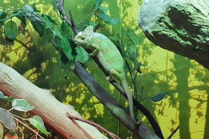 ドバイ水族館水中動物園ペンギン入り江チケット送迎オプション